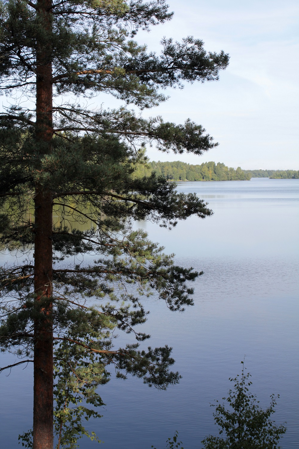 Yleiskuva Emil Cedercreutzin museon jokirannasta. 