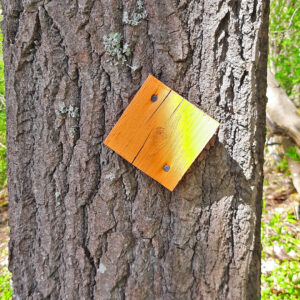 Puu jossa oranssi neliönmuotoinen ulkoilureitin merkki