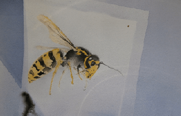 Kuvassa akvarellitekniikalla maalattu ampiainen.