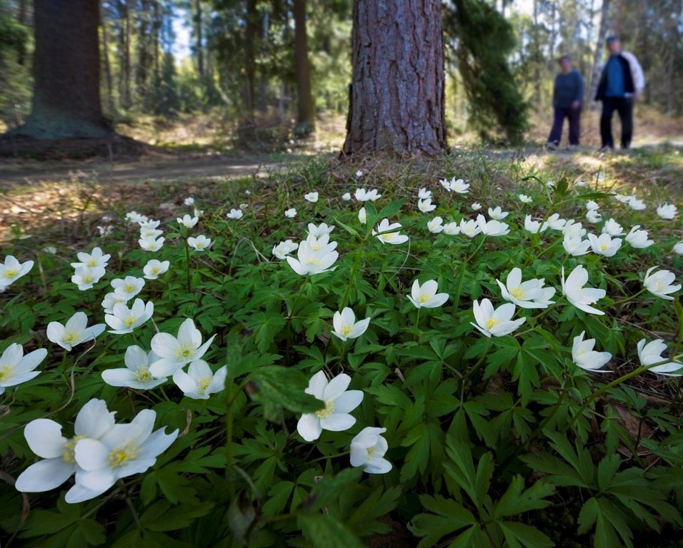 Kuvassa valkovuokkoja metsässä.